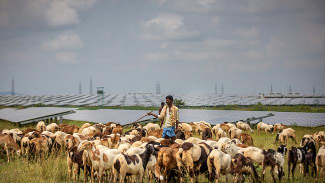 Shepherds in India watch over their flocks inside the Pavagada Solar Park in Kyataganacharulu village, Karnataka. Picture: Abhishek Chinnappa/Getty Images