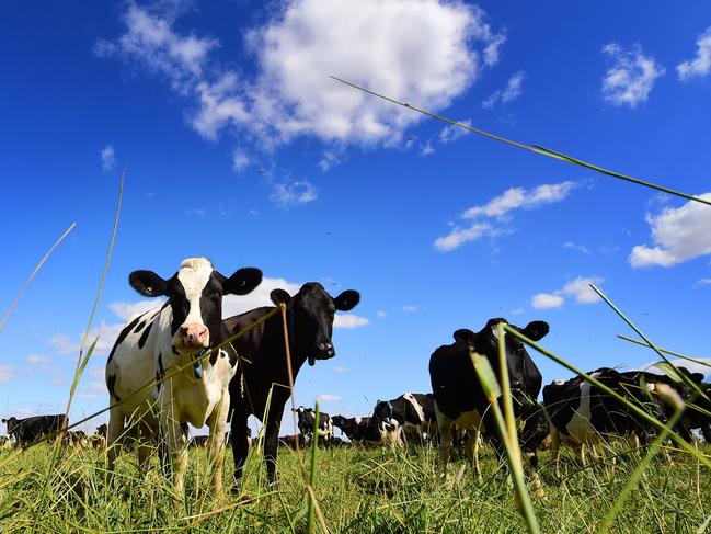 DECISION AG: Organic DairyOrganic dairy farmers, Terry, Pauline and Brendan Hehir. Pictured: Generic dairy cows. Holsteins. PICTURE: ZOE PHILLIPS