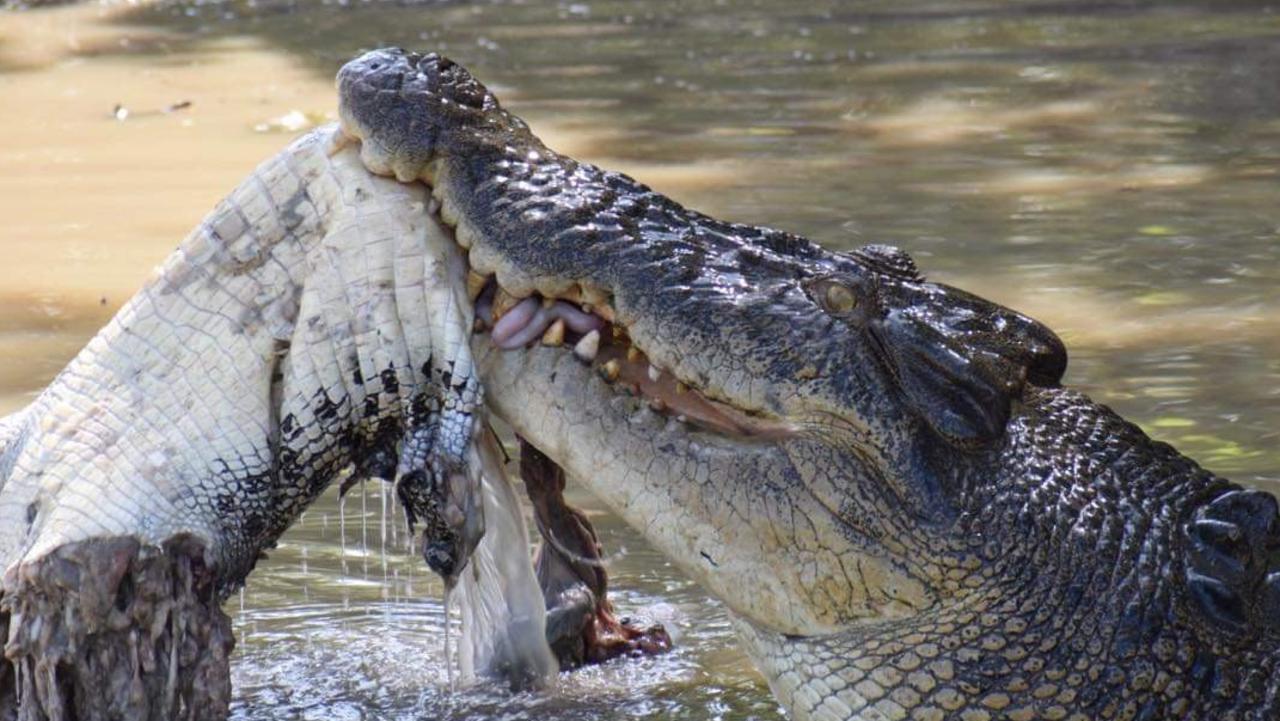 Yellow Water Billabong crocodile eats another crocodile | NT News