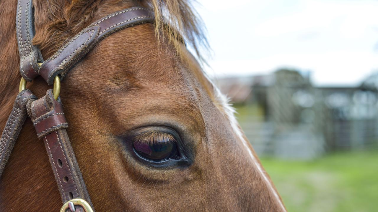 Claire’s stock horse Lulu is one of her loyal on-farm work colleagues. Picture: Dannika Bonser