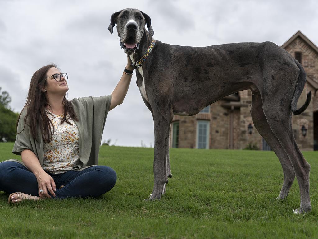 Tallest ever domestic dog Zeus, a great dane measuring 1.118m in October
2011, at his home in Michigan US. Picture: Guinness World Records