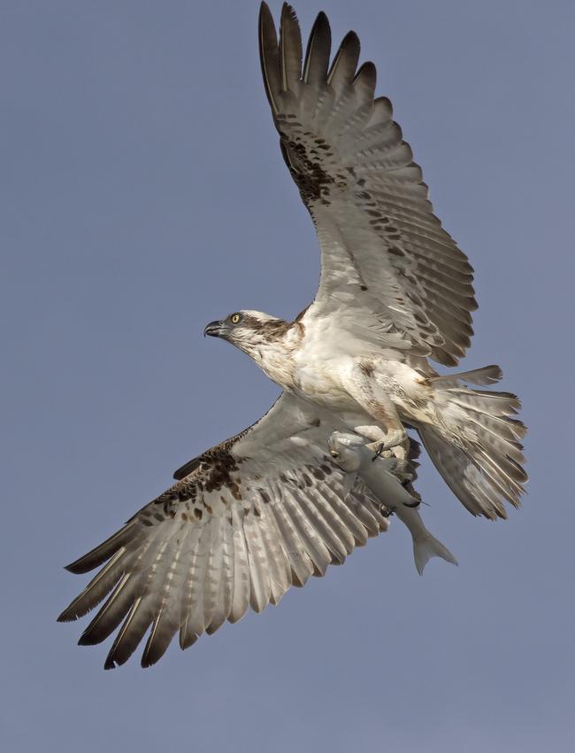 Dramatic photo of an osprey hunting fish at The Entrance. Picture: Arthur Roy