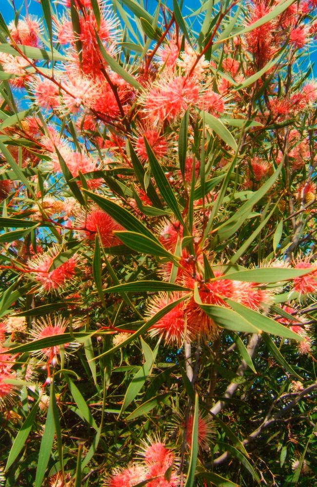 This native is called Hakea Stockdale Sensation. Picture: Supplied