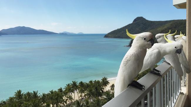 Hamilton Island could be sold after the Oatley family spent millions upgrading its facilities.