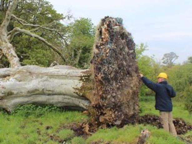 CREDIT: Sligo-Leitrim Archaeological Services ONLINE USE ONLY Archaeologists were stunned when the thousand-year-old skeleton of a young man was found among the roots of a tree ripped from the ground.