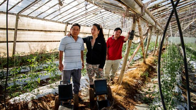 Kit, Elaine and Michael Xuan among the broken glass inside one of their glasshouses at Buckland Park. Picture: Morgan Sette