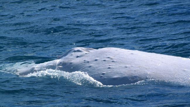 Byron Bay is the best land site to watch their annual migration. Picture Dr Trish Franklin