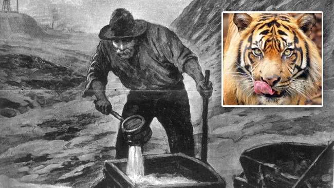 A fossicker on the goldfields and, inset, a bengal tiger like the one that escaped in Ballarat.