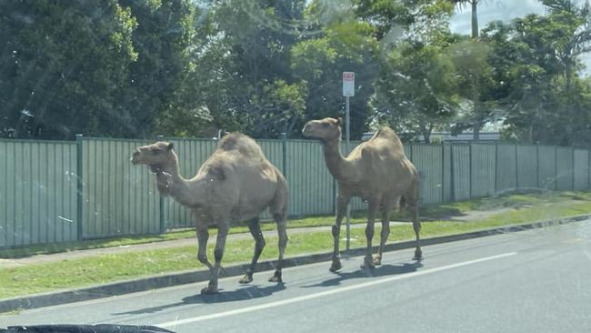 Three Camels broke free of a Christmas Nativity Scene in Aspley this morning PHOTO: Eatons Hill and Albany Creek Community