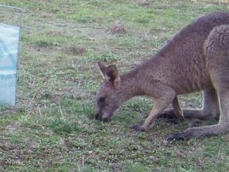 N28ML501a1  Eastern grey kangaroos grazing near Mornington Peninsula National Park.