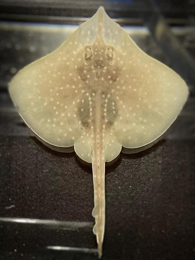 A baby Maugean skate has been hatched for the first time in captivity.