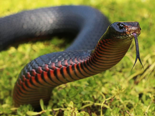 Red belly black snake