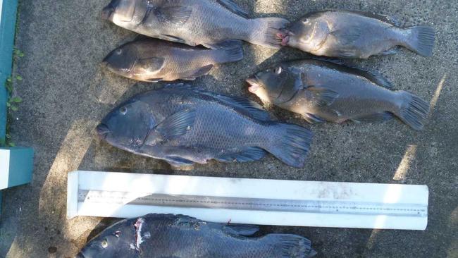 The six Blue Groper found onboard with a 59-year-old Noosaville man at Chaos Reef offshore of Evans Head in April 2013. Picture: Contributed