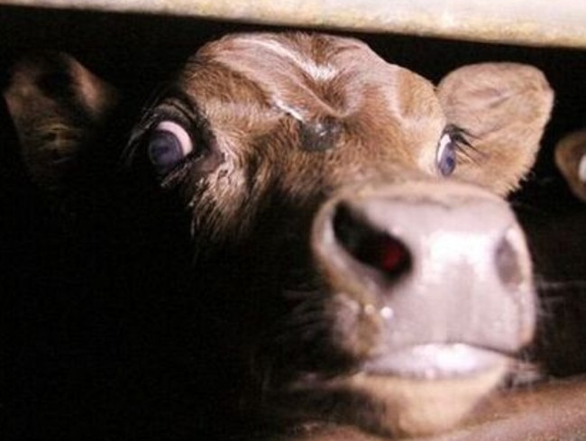 A calf inside the Highchester Abattoir. Picture: Animal Liberation Queensland