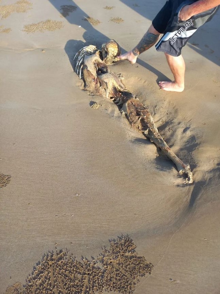 Mystery creature washes up on Qld beach: 'Exactly like a mermaid' |  news.com.au — Australia's leading news site