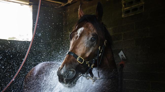 Yes Yes Yes has a shower after a barrier trial. Picture: Jenny Evans/Getty