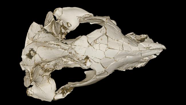 This image provided by Joseph Groenke via Bruce Bobbins shows a cast of the skull of the mammal Vintana sertichi. The skull of the previously unknown mammal was found in Madagascar. (AP Photo/Stony Brook University, Joseph Groenke)