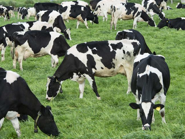 FOCUS: Dale and Karen AngusDale and Karen Angus on their dairy farm at Ondit.PICTURED: Generic dairy cows.PICTURE: ZOE PHILLIPS