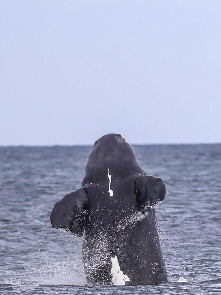 There have been numerous sightings of Southern-Right whales in Victoria.