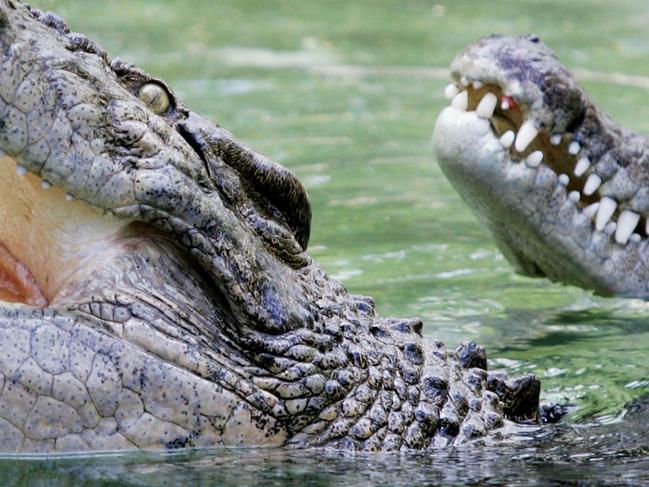 Feeding time at Dreamworld, Goliath the 5m Saltwater Crocodile jumps out of the water to get chicken accompanied by his mate Matilda.