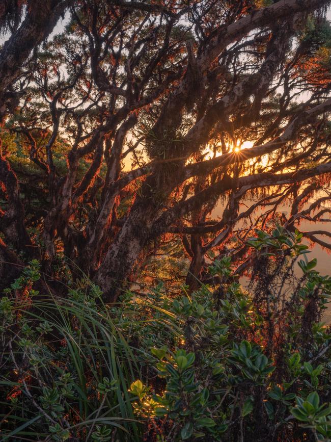 The Devils Thumb trail is home to immense biodiversity including the endemic Wurunuru Tea Tree (Leptospermum wooroonooran) that is only found in small sections of Far North Queensland above 1100m.