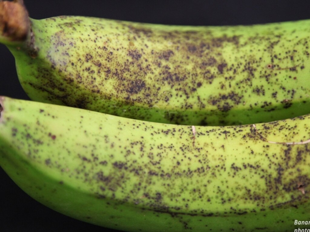 Banana freckle appears as a spotty, sandpaper texture on the fruit. Picture: DPIF