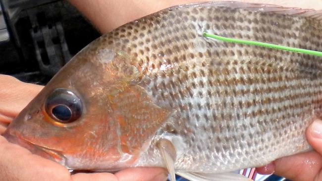 To date a total of 3047 golden snapper have been tagged with 1512 tagged in Darwin Harbour and 724 in Bynoe Harbour