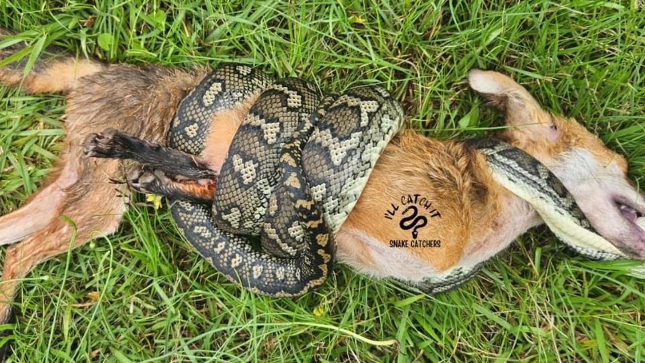 Amazing photos capture snake v fox in grisly fight to the death