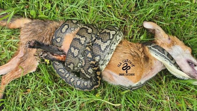 A fox was no match for a snake in northern NSW. Pic: I'll Catch It Snake Relocations