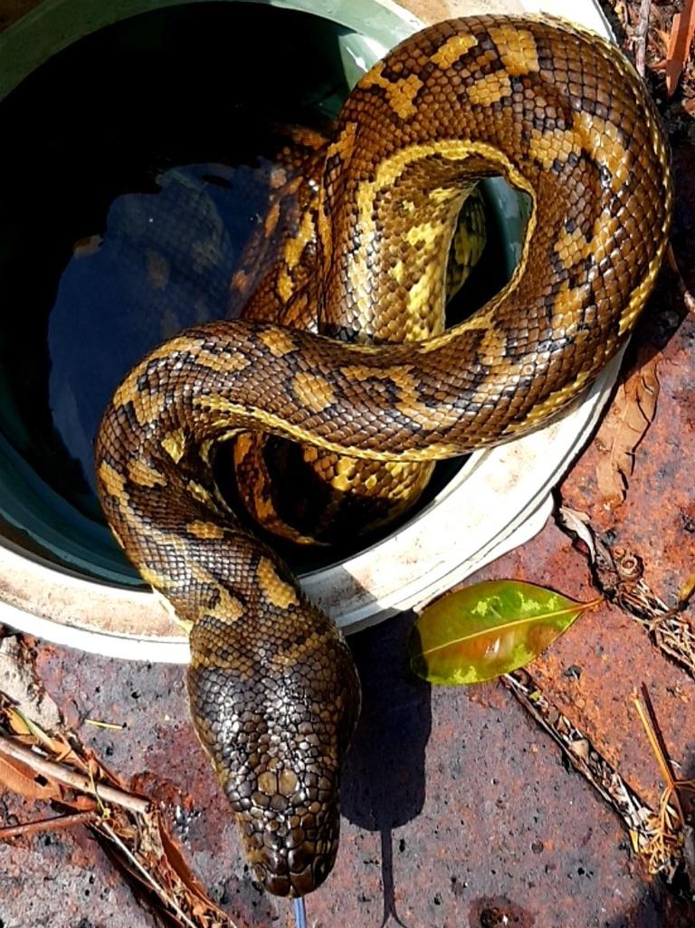 Carpet python from Elanora. Gold Coast and Brisbane Snake Catcher Tony Harrison's best photos. Photo: Gold Coast and Brisbane Snake Catcher