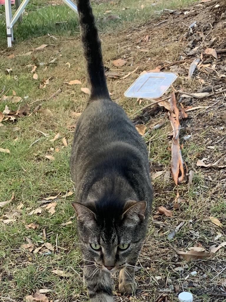 Backyard antics for this cat who has swagger, Picture: Esther Latz