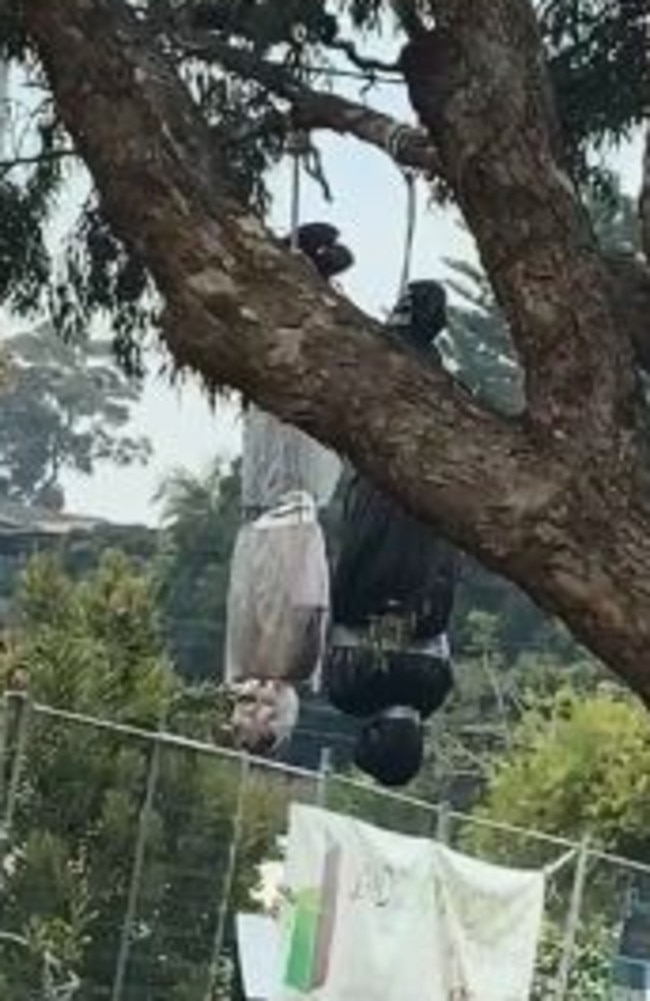 The owner of two 'dead bodies' – a Halloween decoration – hanging from a tree in Elanora Heights has been told to take is down by police. Picture: Matty Champion/Facebook.