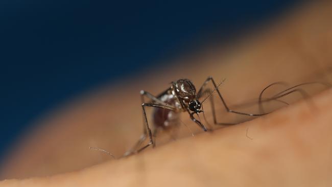 The Aedes aegypti mosquito is originally from Africa but is now found in tropical regions across more than 120 countries. Picture: CSIRO