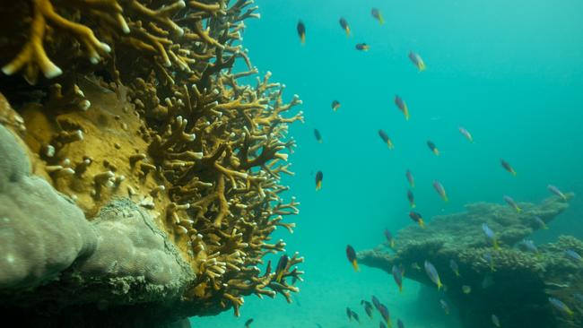 The film’s participants hope to inspire people to become ‘part of the solution’ to challenges facing the Great Barrier Reef. Picture: Supplied