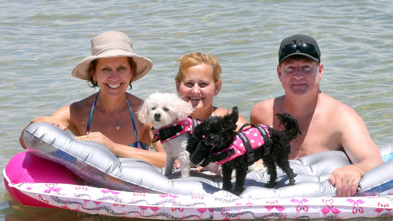 Rita Tardito, Sharon Greenway and Terry Lines with pups Charlie and Molly. Photo by Richard Gosling