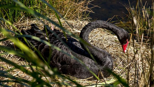 A nesting black swan at Black Swan Lake in Bundall. Picture: Jerad Williams