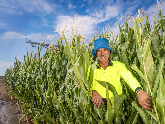 Ian Hamano with his corn crops on farm near Tatura