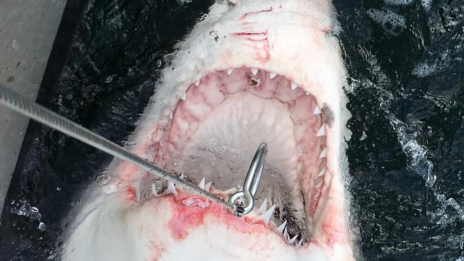 A 3.2-metre-long female great white shark that was caught in a controversial shark net at Sharpes Beach in Ballina on the NSW north coast. (AAP Image/NSW Department of Primary Industry)