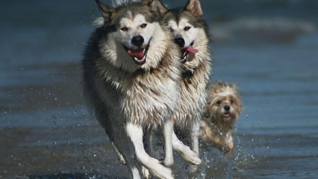 Dogs enjoying a leash-free run along red beach. Photo: Michael Vriesekolk