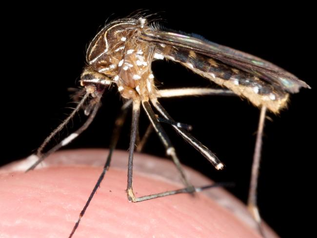 A generic photo of a mosquito on the tip of a finger.