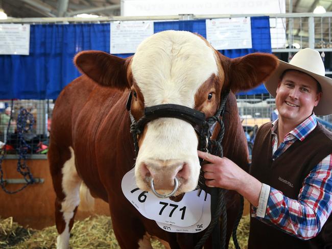 Royal Melbourne Show cattle judging | The Weekly Times