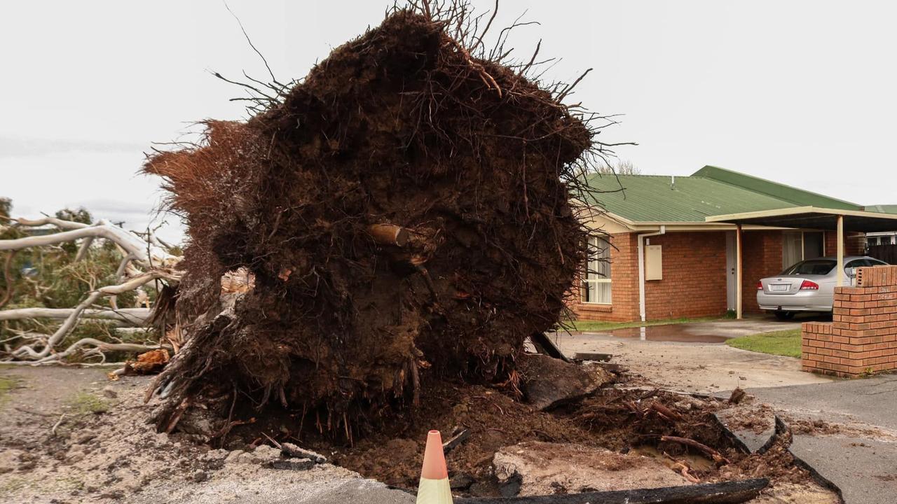 A huge tree uprooted in Launceston, Tasmania. Picture: Stephanie Dalton