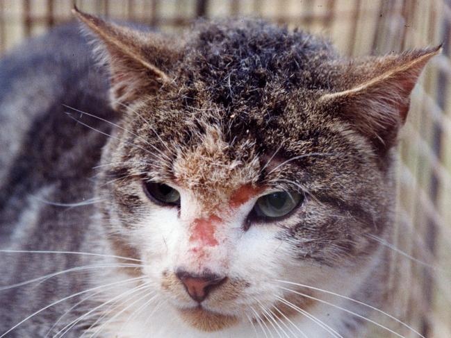 A trapped feral cat ... the Darwin Animal Management Unit says the rise in impounded cats is due to an increase in feral cats being caught