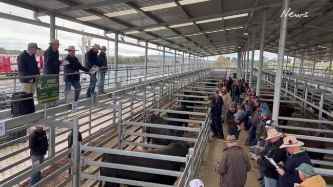 Winter All Breeds Sale at Wagga Wagga