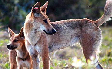 how many dingoes are left on fraser island