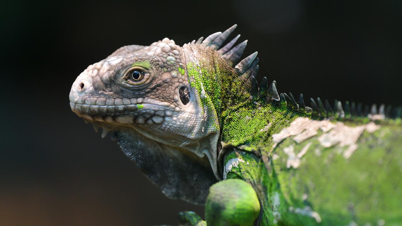 Americans warned ‘falling iguanas possible’ in cold weather | news.com ...