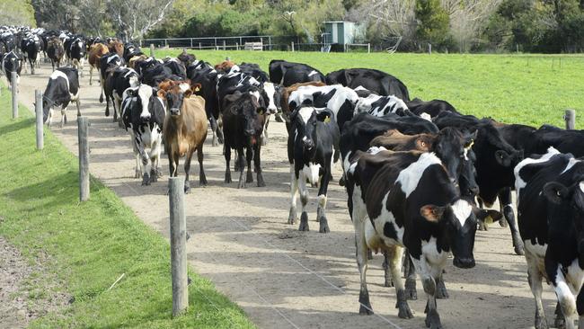 Fenced in: Dairy farmers have been told they can only vote to pay the same or more in mandatory milk levies.