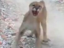 'Holy!' the man screamed as the cougar chagrged him a number of times.