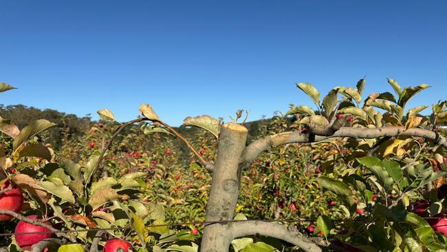Ellimatta Orchards owner Kym Green and Hillview Fruits owner Ashley Green said the trees would now revert to a growth phase rather than produce fruit. Picture: Supplied