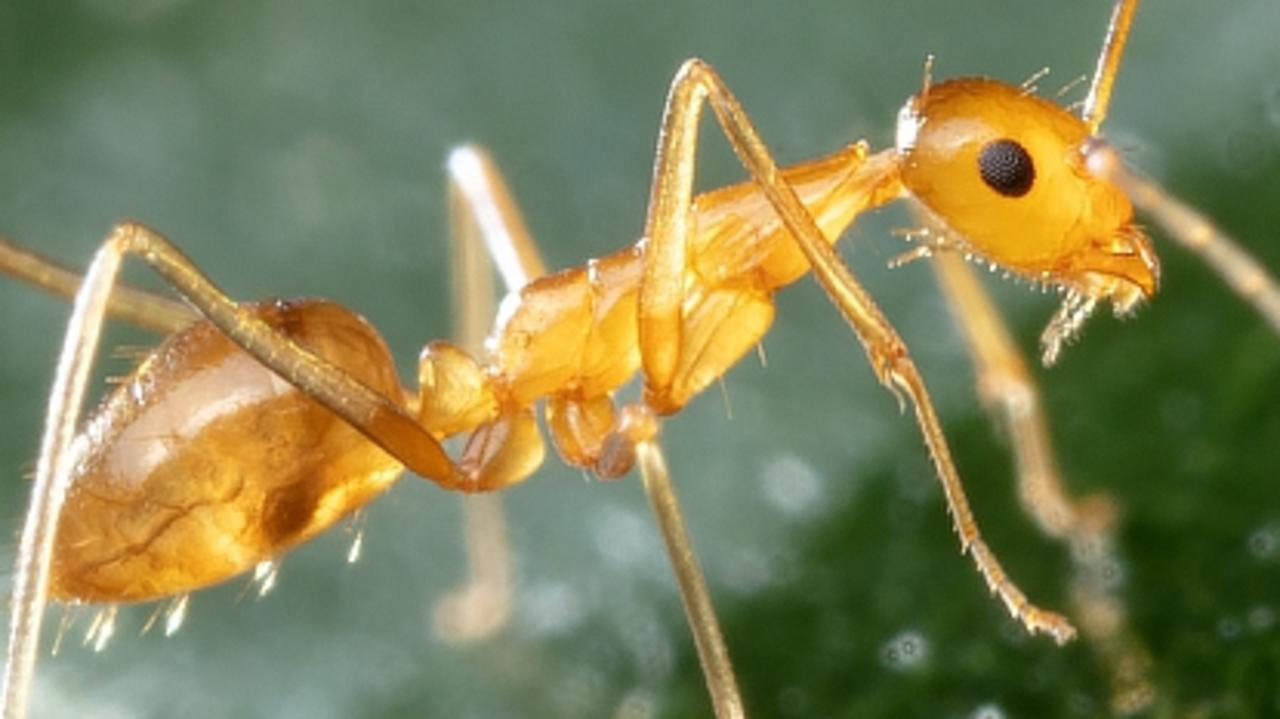 Yellow crazy ants - CSIRO